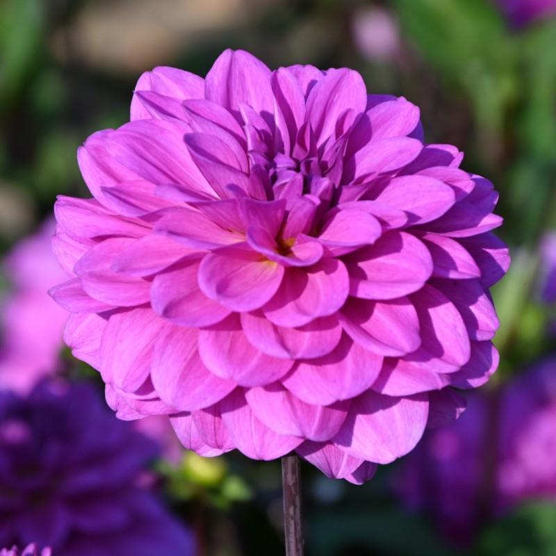 Dahlia 'Karma Lagoon' ®