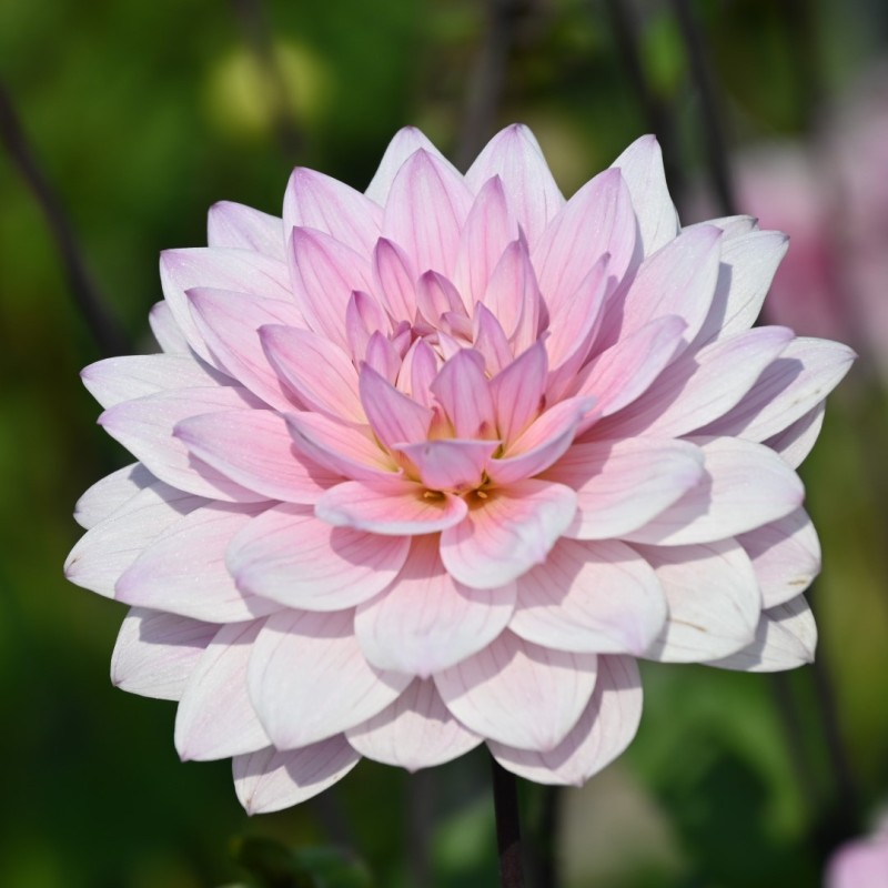 Dahlia 'Karma Prospero' ®