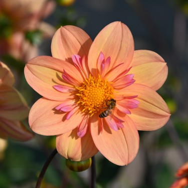 Dahlia 'Kelsey Annie Joy' 
