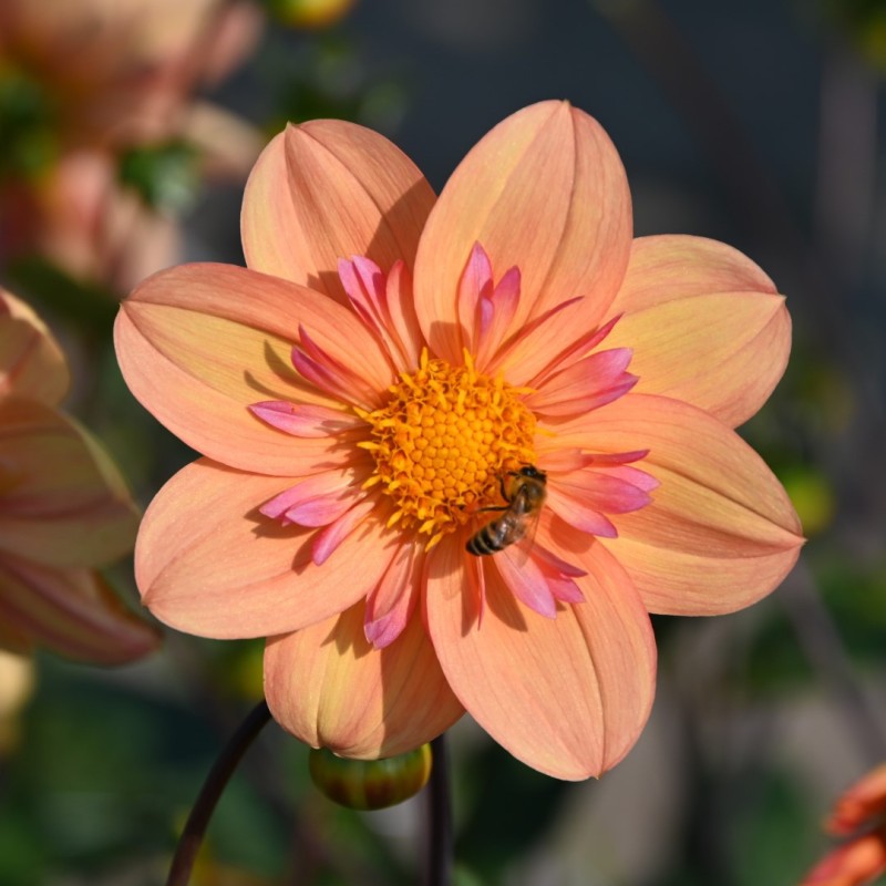 Dahlia 'Kelsey Annie Joy' Dahlia 'Kelsey Annie Joy'