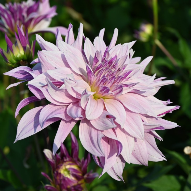 Dahlia 'Labyrinth Twotone'