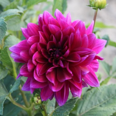 Dahlia 'Le Baron'