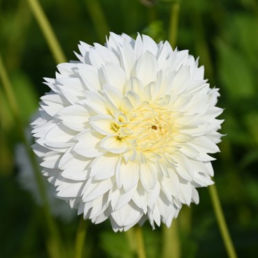 Dahlia 'Myama Fubuki'