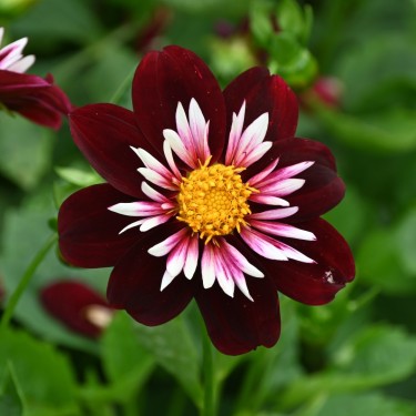 Dahlia 'Night Butterfly'