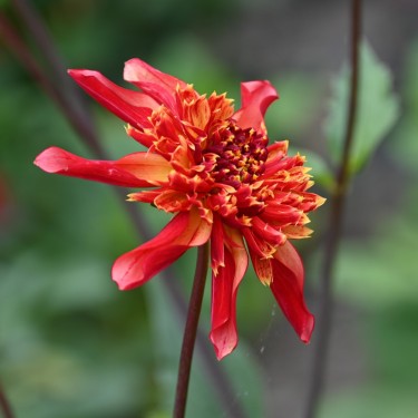 Dahlia 'Octopus Sparkle'