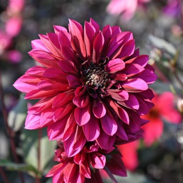 Dahlia 'Purple Haze'