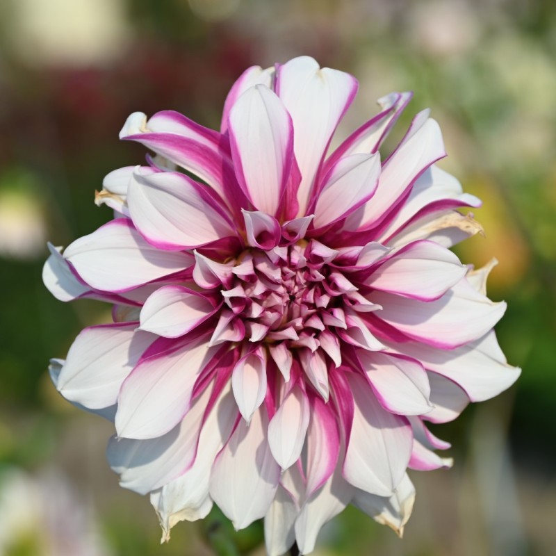 Dahlia 'Radegast' Dahlia 'Radegast'