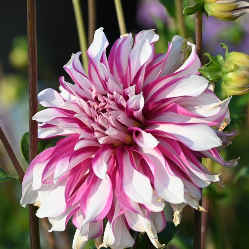 Dahlia 'Radegast' Dahlia 'Radegast'