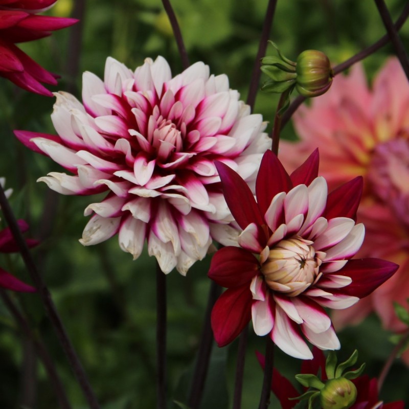 Dahlia 'Rebecca's World´