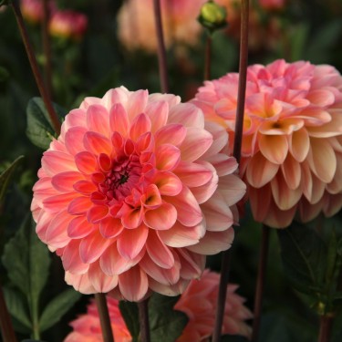 Dahlia 'Sebastian'