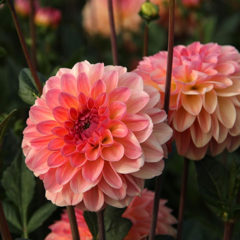 Dahlia 'Sebastian' Dahlia 'Sebastian'