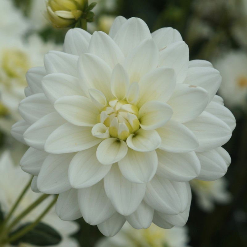 Dahlia 'Siberia' Dahlia 'Siberia'