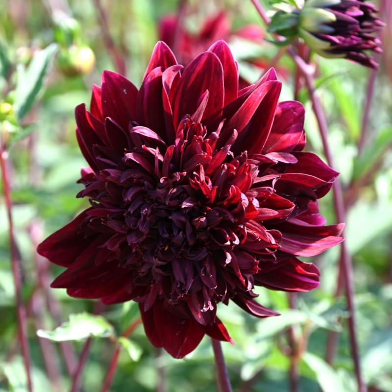 Dahlia 'Soulman' Dahlia 'Soulman'