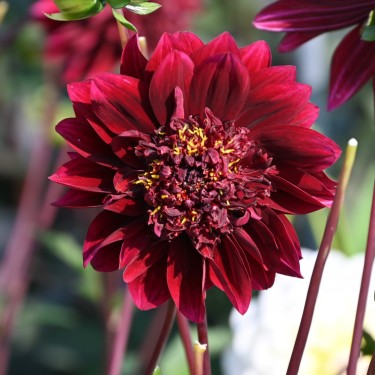 Dahlia 'Soulman' Dahlia 'Soulman'