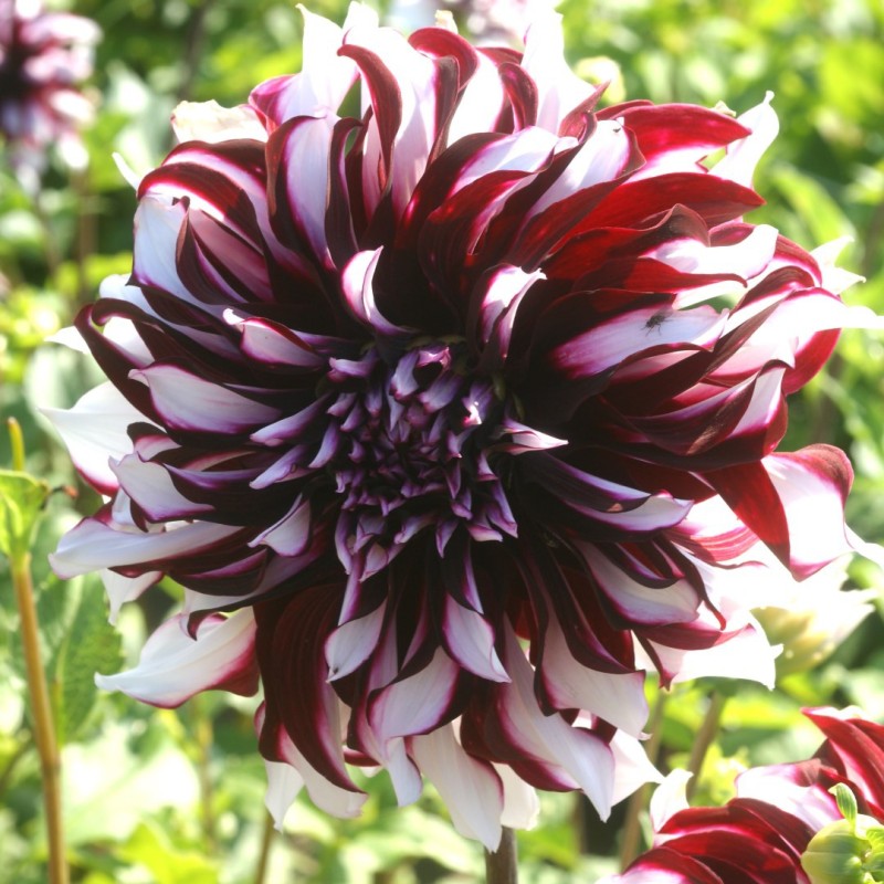 Dahlia 'Tartan' Dahlia 'Tartan'