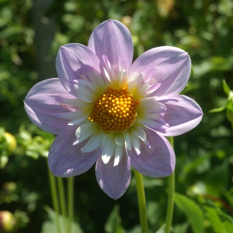 Dahlia 'Teesbrooke Audrey'
