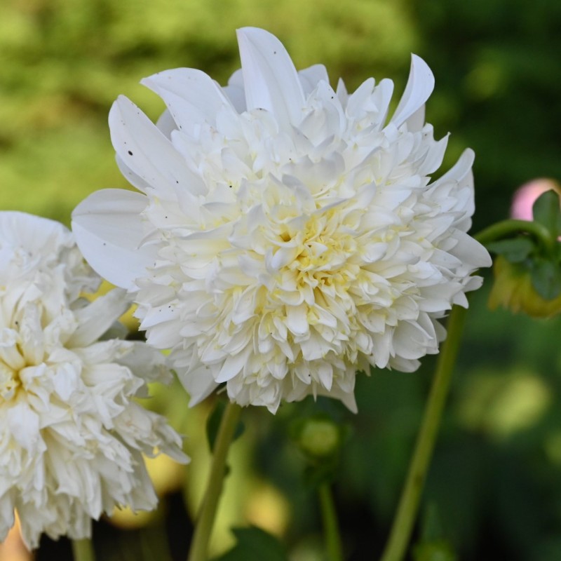 Dahlia 'Zahra' Dahlia 'Zahra'