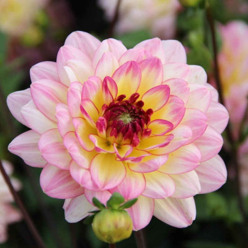 Dahlia 'Zingaro' Dahlia 'Zingaro'
