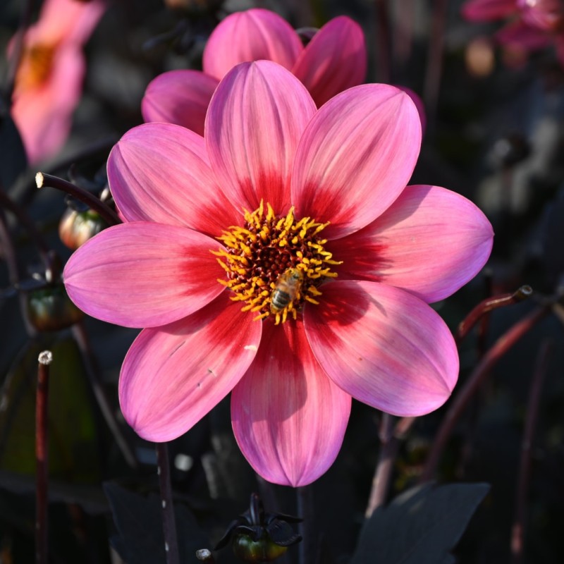 Dahlia 'Dahlegria Tricolore' ® Dahlia 'Dahlegria Tricolore' ®