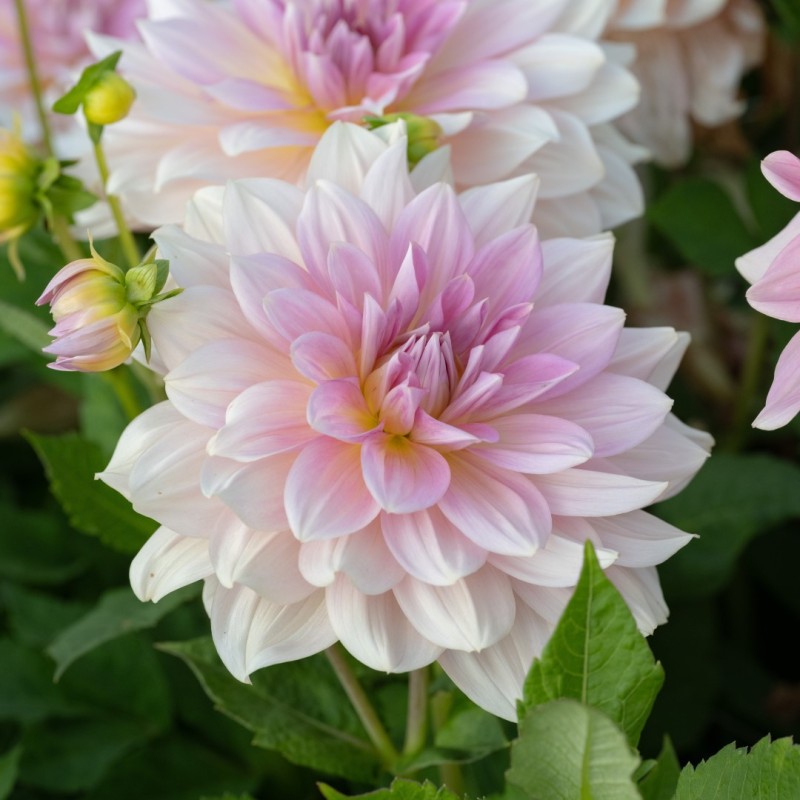Dahlia 'Fairway Pilot' Dahlia 'Fairway Pilot'