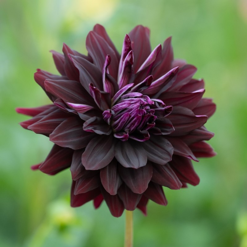 Dahlia 'Hollyhill Dark Beauty' Dahlia 'Hollyhill Dark Beauty'