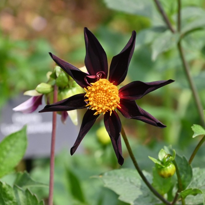 Dahlia 'Verrone's Obsidian' Dahlia 'Verrone's Obsidian'
