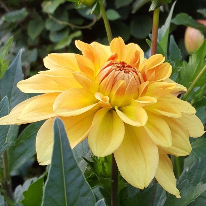 Dahlia 'Karma Gold' ® Dahlia 'Karma Gold' ®