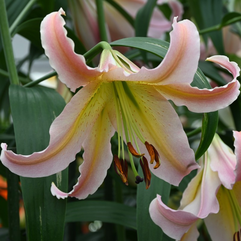 Lilium 'Elusive' Lilium 'Elusive'