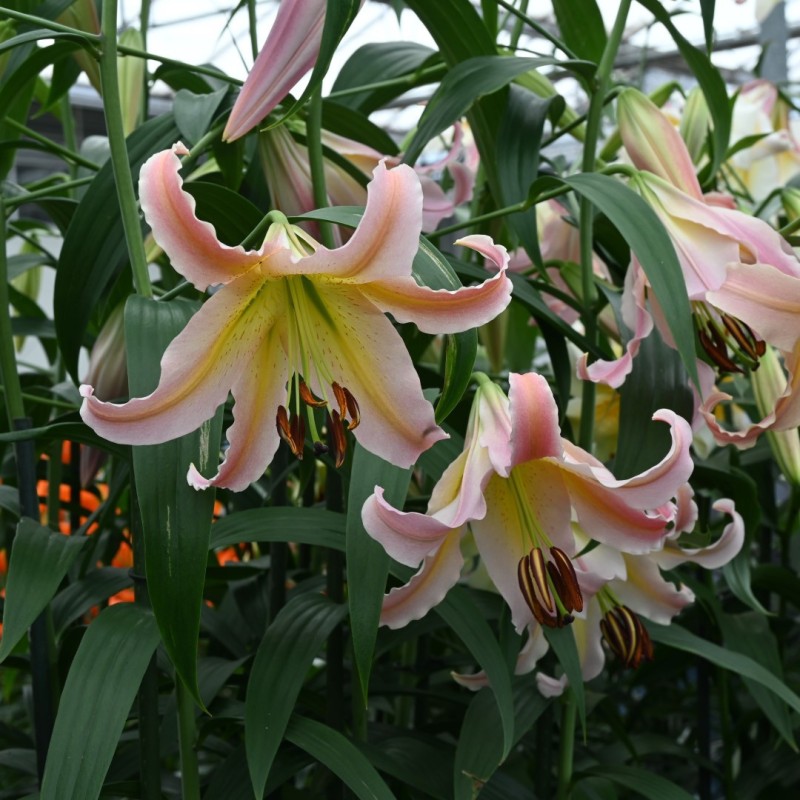 Lilium 'Elusive' Lilium 'Elusive'