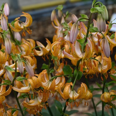 Lilium martagon 'Terrace City'