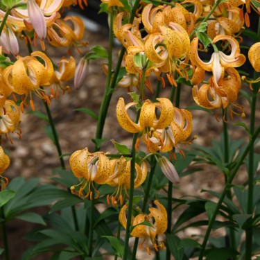 Lilium martagon 'Terrace City' Lilium martagon 'Terrace City'
