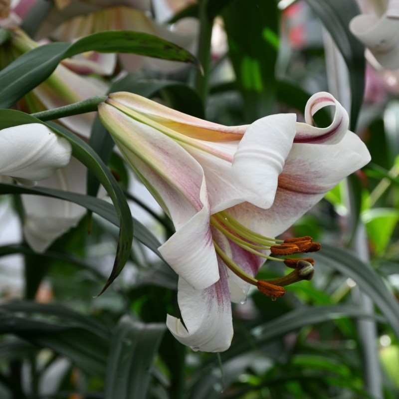 Lilium 'Passion Moon' Lilium 'Passion Moon'