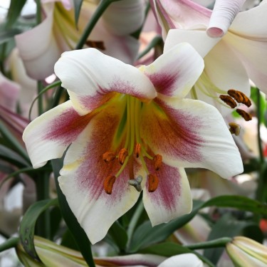 Lilium 'Passion Moon' Lilium 'Passion Moon'