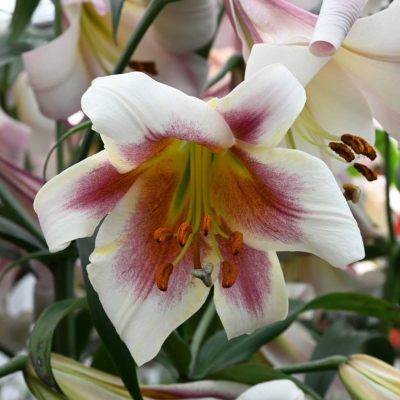 Lilium 'Passion Moon' Lilium 'Passion Moon'