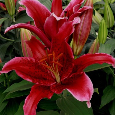 Lilium 'Red Flash'