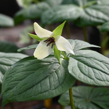 Trillium sulcatum albolutescens