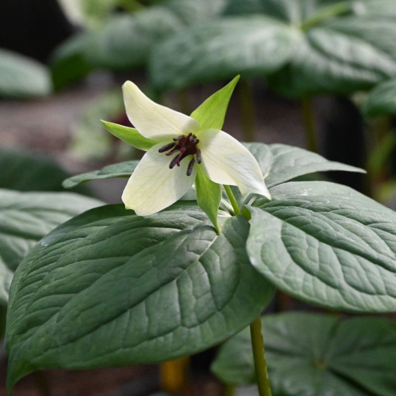 Trillium sulcatum albolutescens