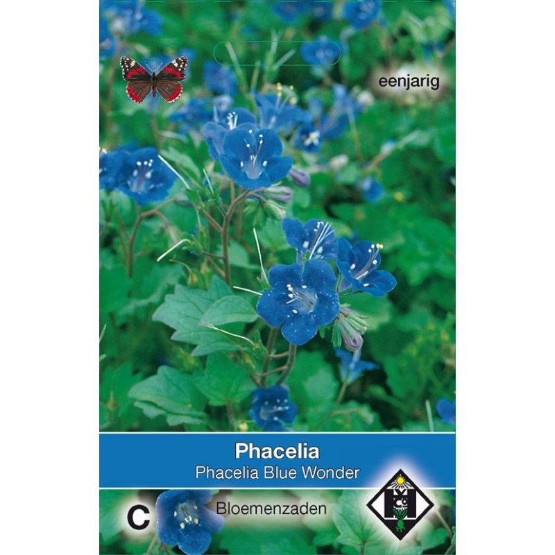 Phacelia campanularia 'Blue Wonder' -zaden-
