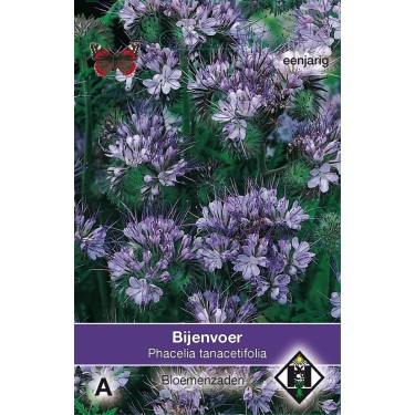 Phacelia tanacetifolia -zaden-
