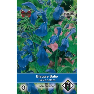 Salvia patens -zaden-
