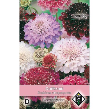 Scabiosa atropurpurea -mix- -zaden-