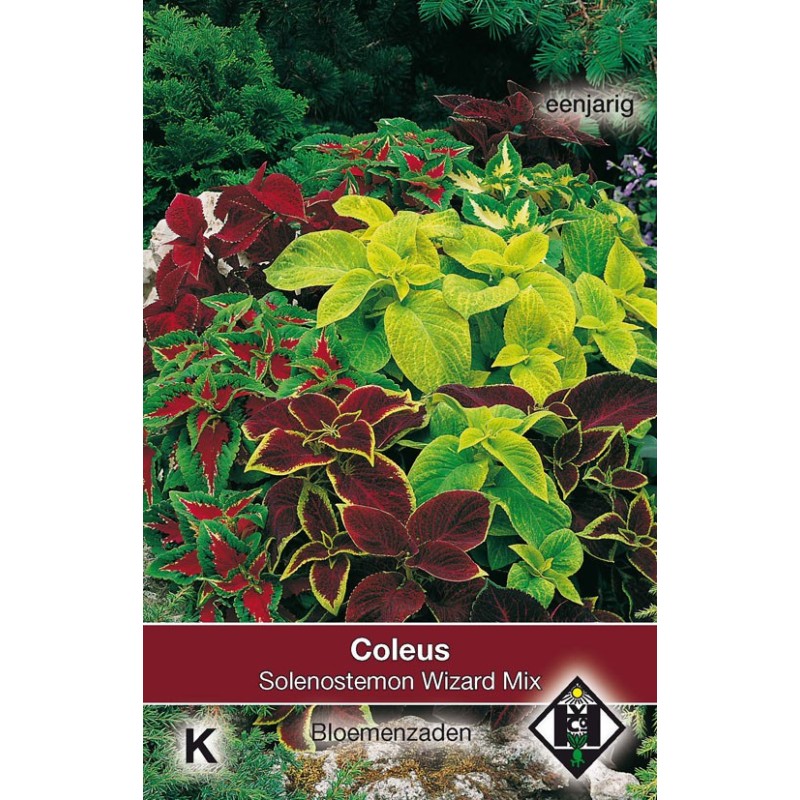 Solenostemon scutellarioides 'Wizard Mix' -zaden-