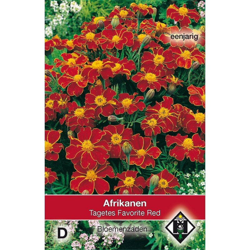 Tagetes patula nana 'Favorite Red' -zaden-