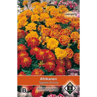 Tagetes patula nana 'Bonita' -zaden-