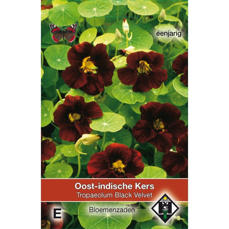 Tropaeolum majus nanum 'Black Velvet' -zaden- Tropaeolum majus nanum 'Black Velvet' -zaden-