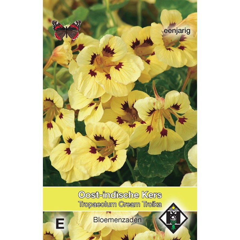 Tropaeolum majus nanum 'Cream Troika' -zaden- Tropaeolum majus nanum 'Cream Troika' -zaden-