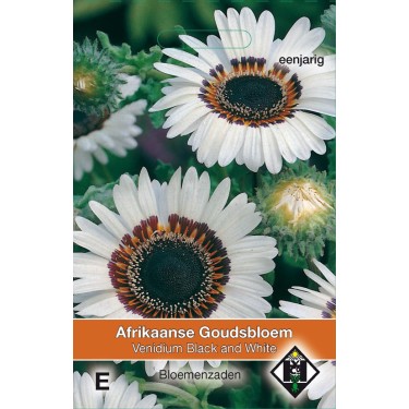 Venidium fastuosum 'Black and White' -zaden-