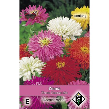 Zinnia elegans Cactus Mix -zaden-