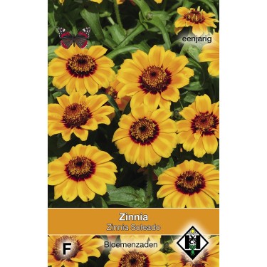 Zinnia haageana Soleado -zaden-