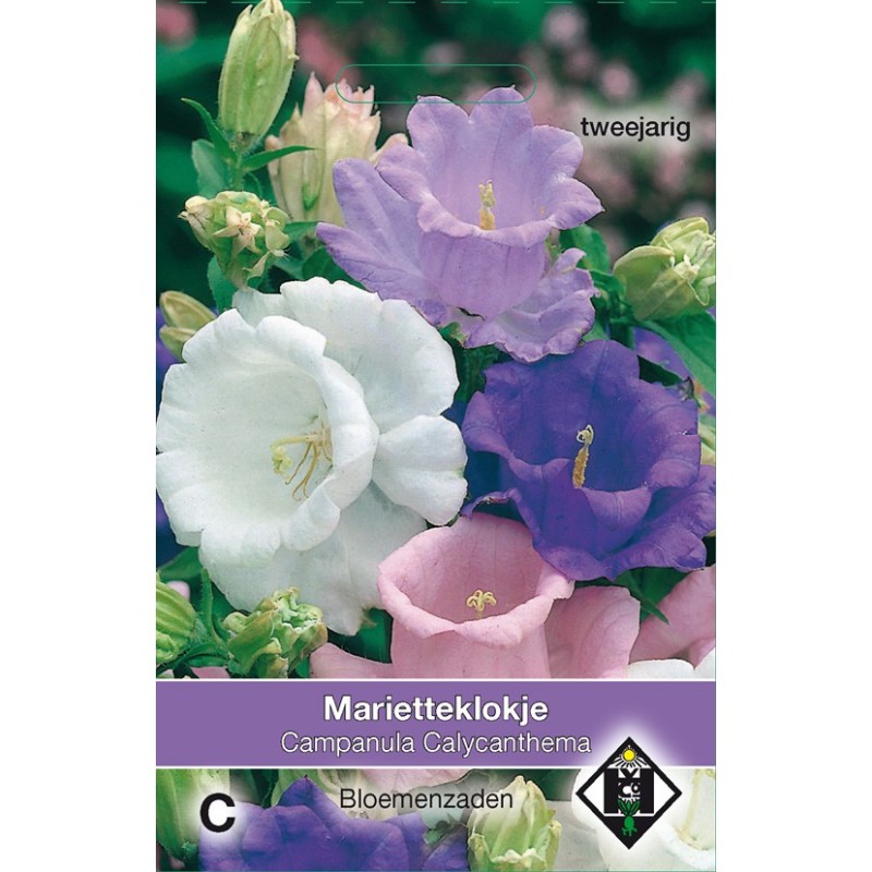 Campanula medium 'Calycanthema' -zaden-